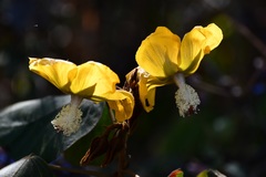 Bakeridesia gloriosa
