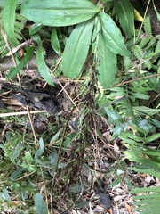 Habenaria pantlingiana