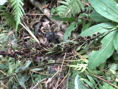 Habenaria pantlingiana