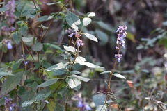 Salvia mocinoi