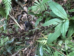 Habenaria pantlingiana