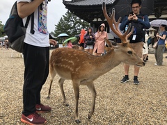 Cervus nippon centralis