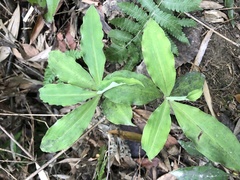 Habenaria pantlingiana