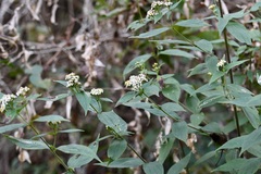 Alloispermum integrifolium