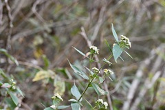 Alloispermum integrifolium