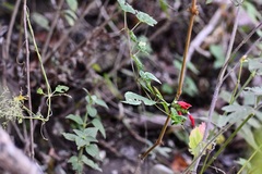 Salvia holwayi