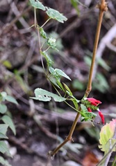 Salvia holwayi