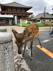 Cervus nippon centralis