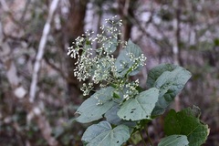 Peteravenia schultzii