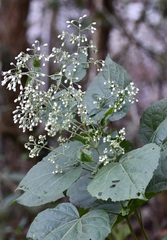 Peteravenia schultzii