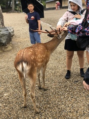 Cervus nippon centralis