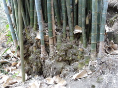 Dendrocalamus giganteus