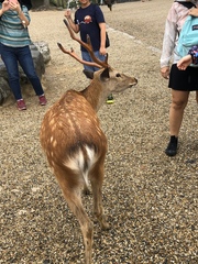 Cervus nippon centralis