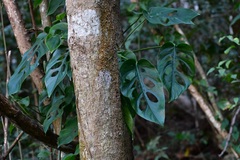 Monstera siltepecana