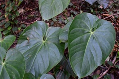 Anthurium titanium