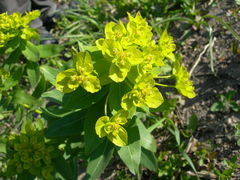 Euphorbia procera