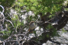 Tarphonomus certhioides