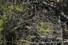 Asparagus racemosus