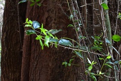 Sideroxylon persimile