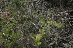 Asparagus racemosus