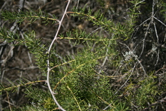 Asparagus racemosus