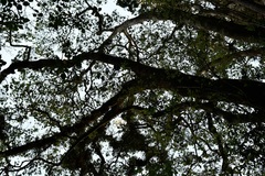 Sideroxylon persimile