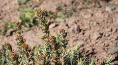 Nassauvia pyramidalis