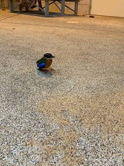 Pitta moluccensis