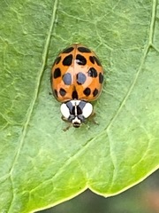 Harmonia axyridis