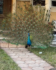 Pavo