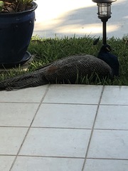 Pavo cristatus × muticus