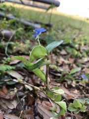 Commelina diffusa image