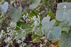 Peteravenia schultzii