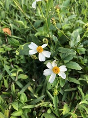 Bidens alba