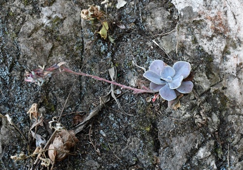 Echeveria prunina