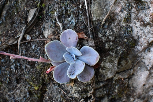Echeveria prunina