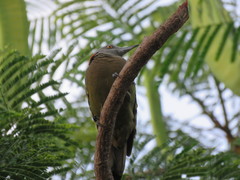 Melanerpes striatus