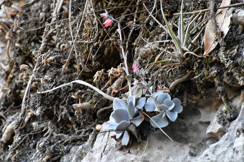 Echeveria prunina