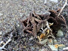 Haworthiopsis tessellata