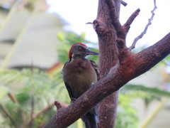 Melanerpes striatus