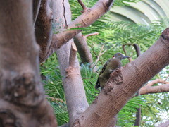 Melanerpes striatus