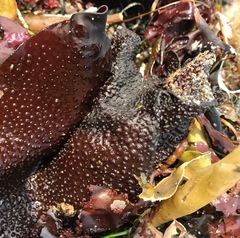 Chondracanthus