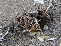 Haworthiopsis tessellata