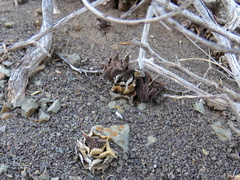 Haworthiopsis tessellata