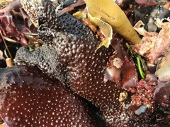 Chondracanthus