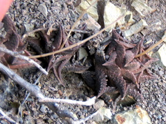 Haworthiopsis tessellata