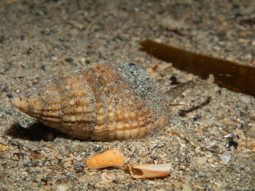 Netted Dogwhelk