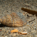 Netted Dogwhelk - Photo (c) Daniel Rodrigues, some rights reserved (CC BY-NC), uploaded by Daniel Rodrigues