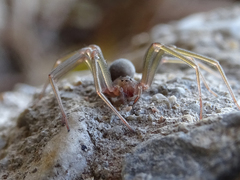 Loxosceles rufescens