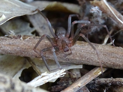 Loxosceles rufescens